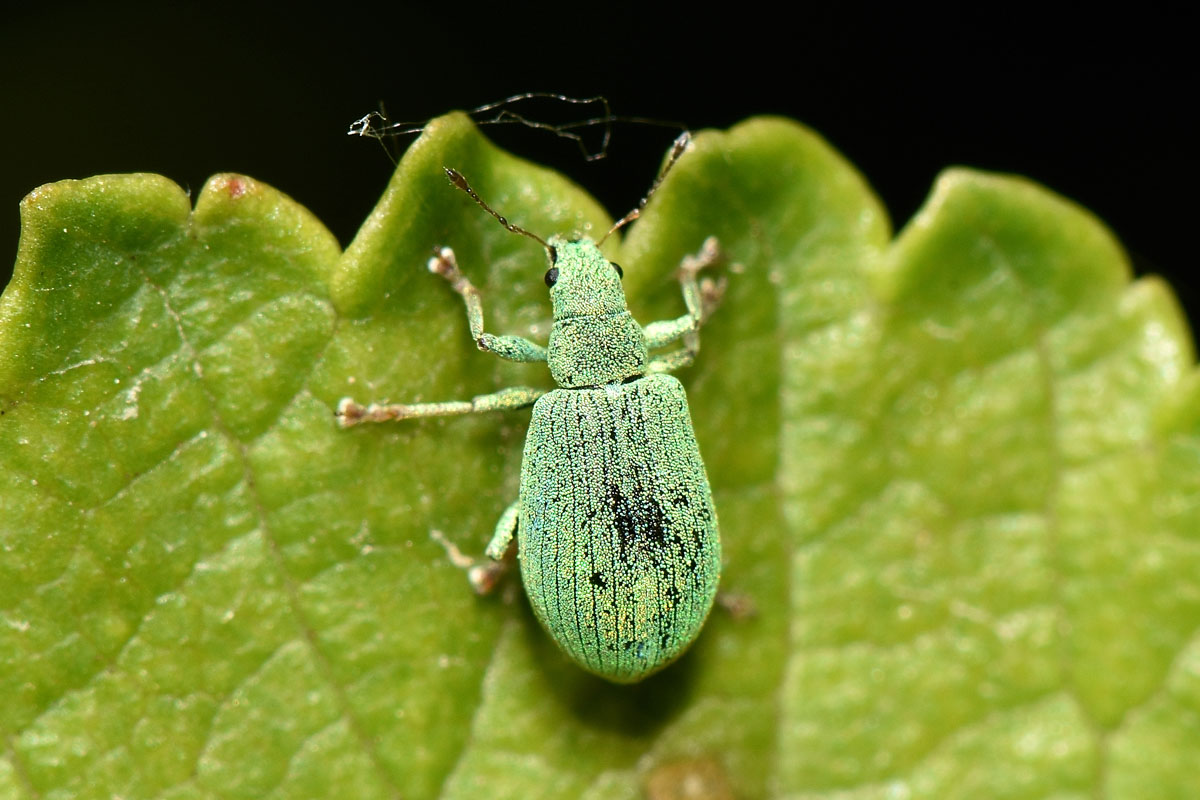 Curculionidae: Polydrusus brevicollis?  S !